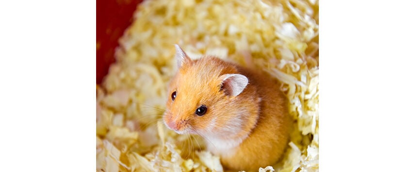 Small Animal Litter and Bedding